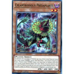 Chlamyrossolis Prédaplante (C) [LED5]