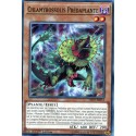 Chlamyrossolis Prédaplante (C) [LED5]
