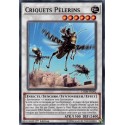 Criquets Pèlerins (C) [CHIM]