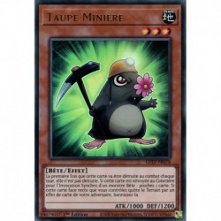 Taupe Minière (UR) [GFTP]