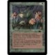 Verte - Argothian Pixies (C) [ATQ] Grading : GD