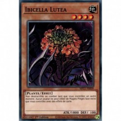 Ibicella Lutea (C) [MP21]