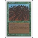 Verte - Wall of Wood (C) [UNLIM] Grading : Good